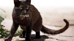 Чорна кішка