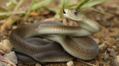 Чорна мамба