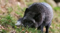 Чернобурка