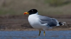 Черногол хохотун