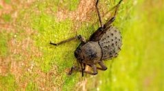 Фрегат блеквуд