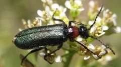 Chernhotels і курси