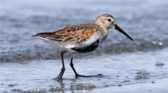 Чорнобик (балтійське підвиди)