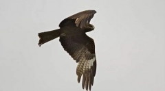 Чорний коршун