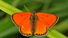 Непарні червонець