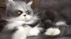 Cat cabs: типи та призначення