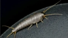 Scappy: хто є і що небезпечно