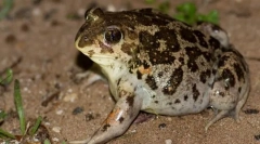 Сирійський часник