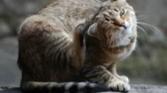 Соба та ліс