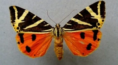 Чотири вказівний ведмідь