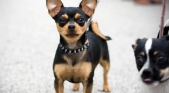 Чихуахуа - найдавніша порода собак