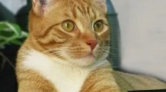 Кішка розщеплення: чи потрібна процедура домашніх тварин