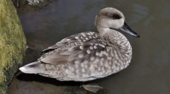 Курячий мармур