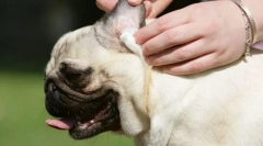 Прибирання вух