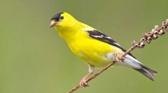 Чиж - найвигідніша пташка серед співаків (фото)