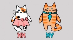 Чорно-білий колір кіт: магічний контрастний малюнок