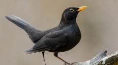 Чорний дрізд