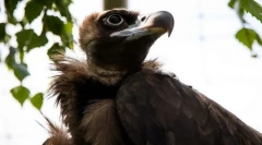 Чорний кран