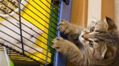 Які кішки роблять, коли ми не вдома: 10 популярних класів