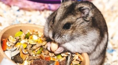 Що їдять jungarian hamsters