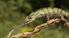 Яка ящірка їсть