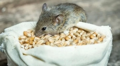 Які миші їдять в природі і вдома
