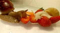 Які равлики їдять при збереженні свого будинку?