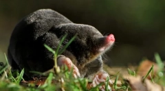 Що моль підпіл?