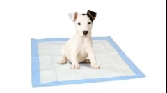 Що краще для собак - лоток або пеллі