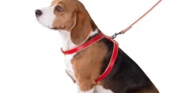 Що краще для собаки - тренера або комір