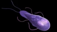 Що представляти lamblias