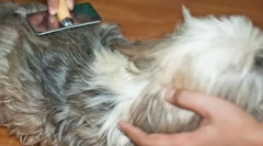 Що призводить до утворення чатунінів і як справитися з ними?