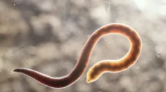 Що таке мачти і їх лікування