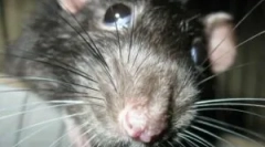 Що таке дератизація та її етапи