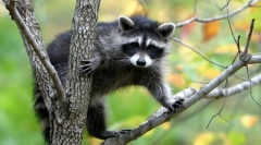 Яка класифікація живих істот?