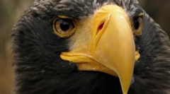 Що таке дзьоб?