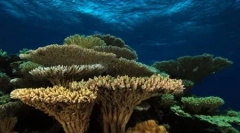 Що таке коралові рифи? (9 фотографій)
