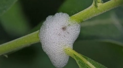 Що таке крик слини?