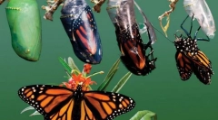 Що таке метаморфоза