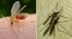 Що таке москіт і його відмінність від комара