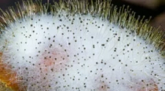 Що таке mcor та його особливості