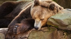 Що таке сплячка?