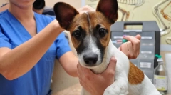 Що таке вакцинація собак і чому це потрібно?