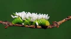 Що чекає гусениці, інфікована вершником яйця?