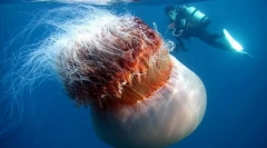 Волосаті ціанії