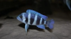 Charge frodose (cyphotilapia frontosa)