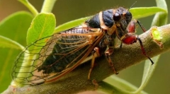 Цикада (фото): майстерність комаха