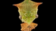 Цикада горбатка