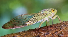 Tsicada, cycada та potnie