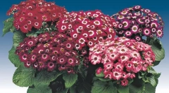 Гібридна векріка